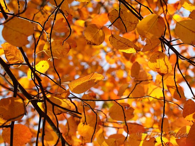 Amelanchier lamarkii.jpg - Amelanchier lamarkii